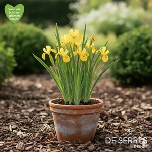 Iris barbata-nana 'Brassie' P9