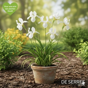 Iris barbata-nana 'Bright White' P9