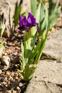 Iris (pum.) 'Cherry Garden' P9