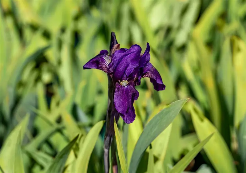 Iris (pum.) 'Cyanea' P9 - afbeelding 2