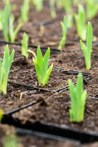 Iris (pum.) 'Green Little' P9 - afbeelding 3