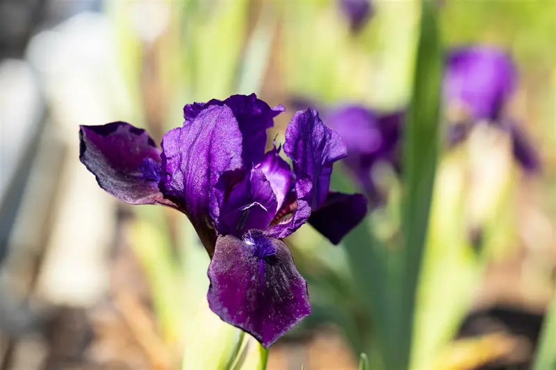 Iris (pum.) 'Green Little' P9 - afbeelding 4