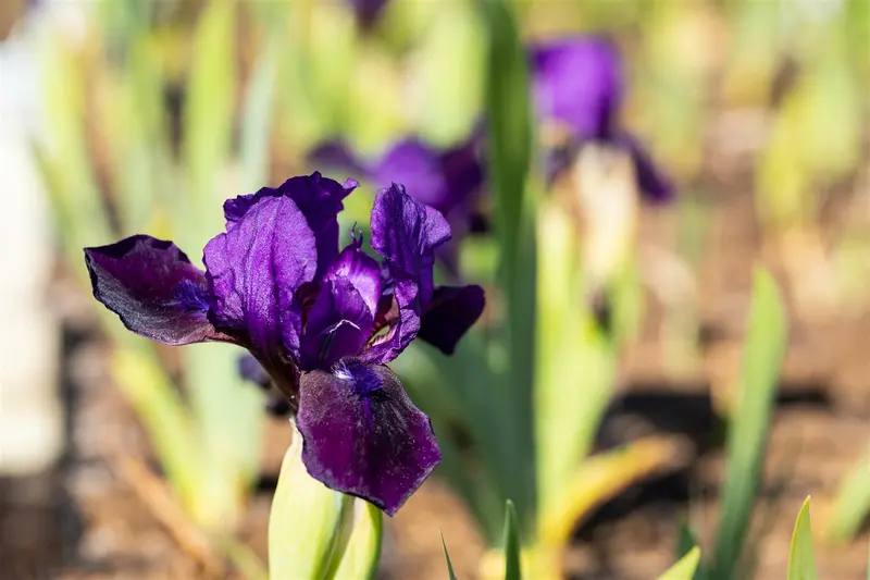Iris (pum.) 'Green Little' P9 - afbeelding 5