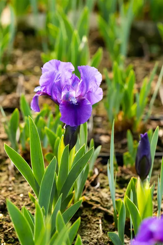 Iris (pum) 'Truly' P9 - afbeelding 1