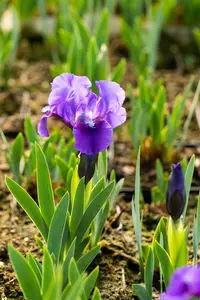 Iris (pum) 'Truly' P9 - afbeelding 1