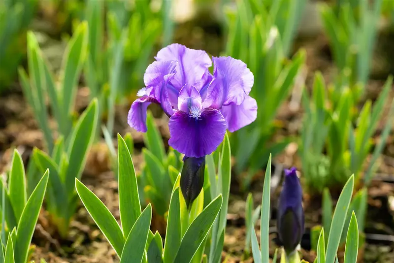 Iris (pum) 'Truly' P9 - afbeelding 2