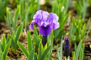 Iris (pum) 'Truly' P9 - afbeelding 2