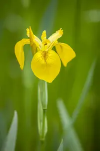 Iris (pum.) 'Westar' P9 - afbeelding 2