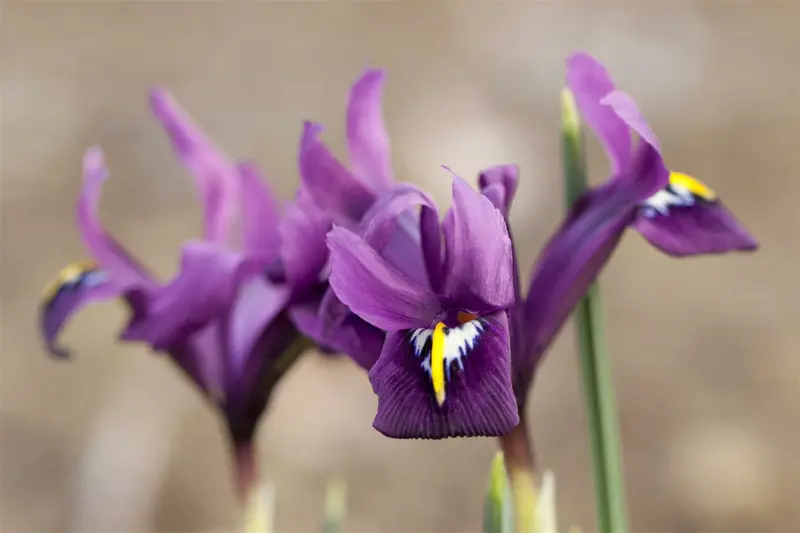 reticulata - afbeelding 1