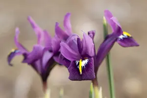 reticulata - afbeelding 5