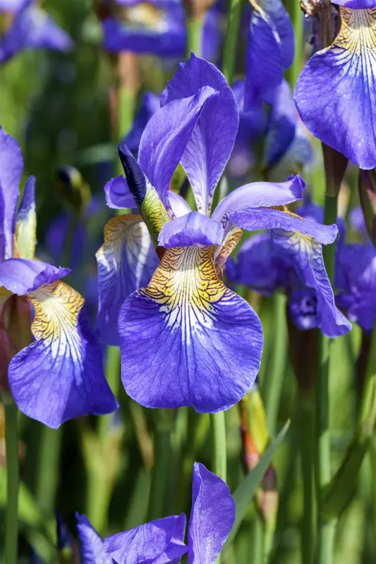 Iris sib. 'Annick' P9 - afbeelding 3