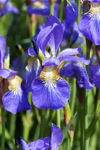 Iris sib. 'Annick' P9 - afbeelding 3