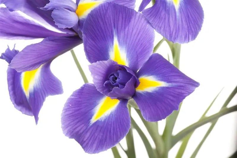 Iris sib. 'Annick' P9 - afbeelding 1