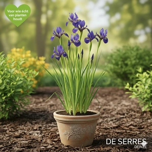 Iris sibirica 'Blue King' P9