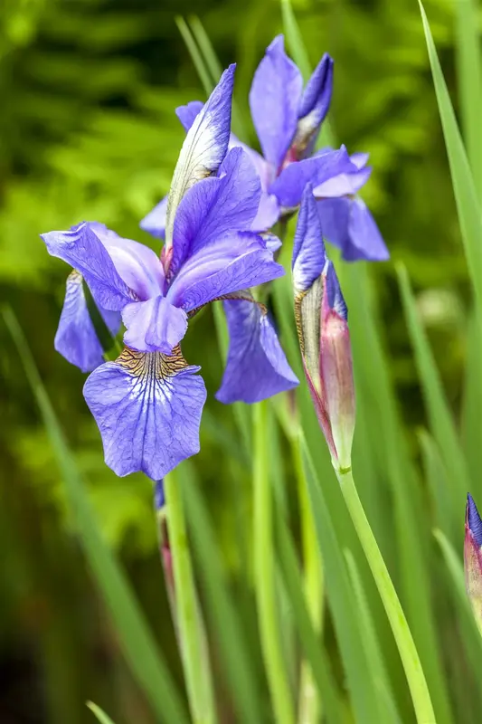 Iris sib. 'Dance Ballerina Dance' P9 - afbeelding 5