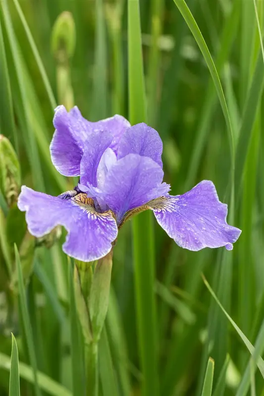 Iris sib. 'Dear delight' P9 - afbeelding 2