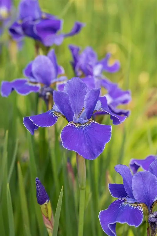 Iris sib. 'Dear delight' P9 - afbeelding 4