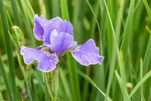 Iris sib. 'Dear delight' P9 - afbeelding 1
