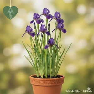 Iris sibirica 'Shirley Pope' P9