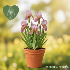 Iris sibirica 'Sparkling Rose' P9