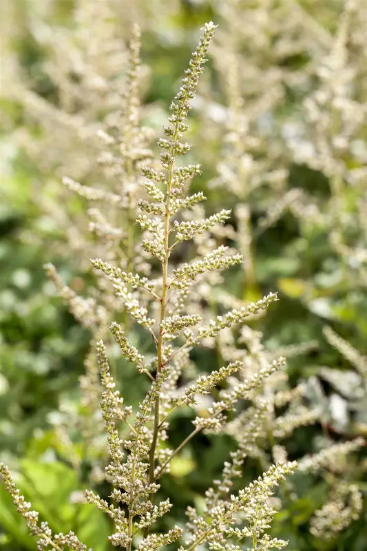 astilbe (a) 'irrlicht' P9 - afbeelding 1
