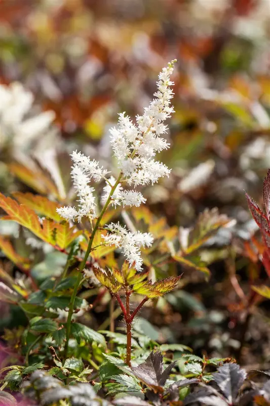 astilbe (a) 'irrlicht' P9 - afbeelding 2