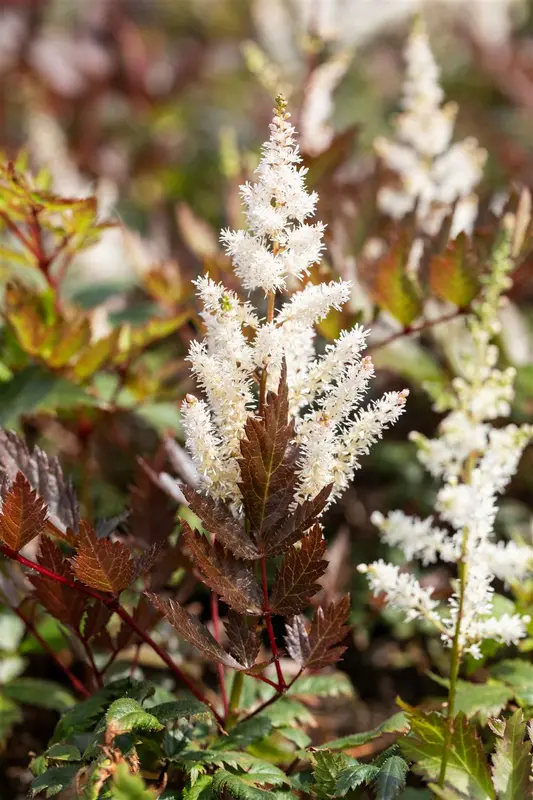 astilbe (a) 'irrlicht' P9 - afbeelding 3