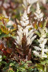 astilbe (a) 'irrlicht' P9 - afbeelding 3