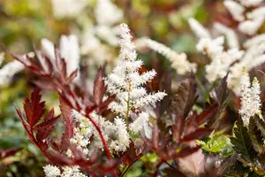astilbe (a) 'irrlicht' P9 - afbeelding 4