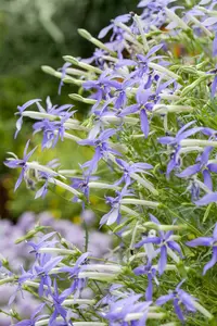 Isotoma fluviatilis 'Alba' ('white') P9 - afbeelding 2