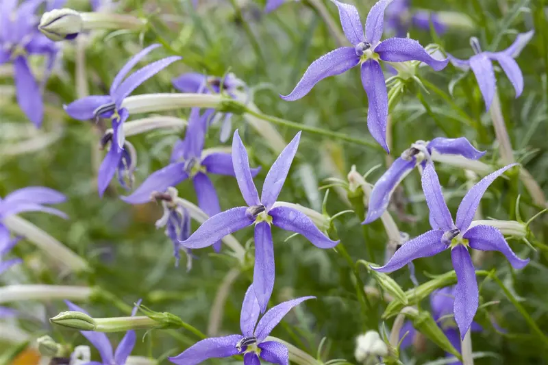 Isotoma fluviatilis 'Alba' ('white') P9 - afbeelding 1