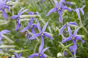 Isotoma fluviatilis 'Alba' ('white') P9 - afbeelding 1