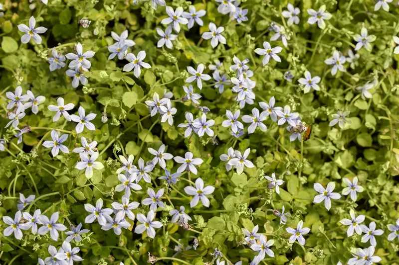 Isotoma fluviatilis 'Alba' ('white') P9 - afbeelding 4