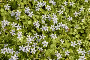 Isotoma fluviatilis 'Alba' ('white') P9 - afbeelding 4