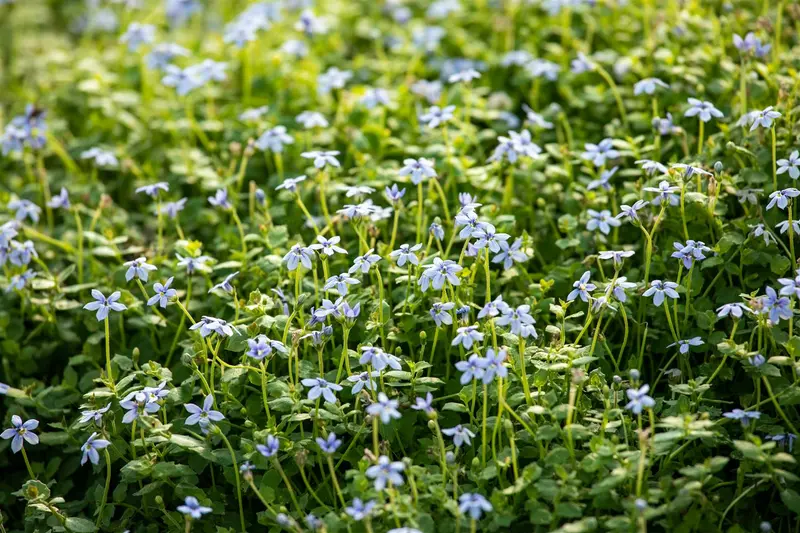 Isotoma fluviatilis 'Alba' ('white') P9 - afbeelding 5