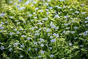 Isotoma fluviatilis 'Alba' ('white') P9 - afbeelding 5