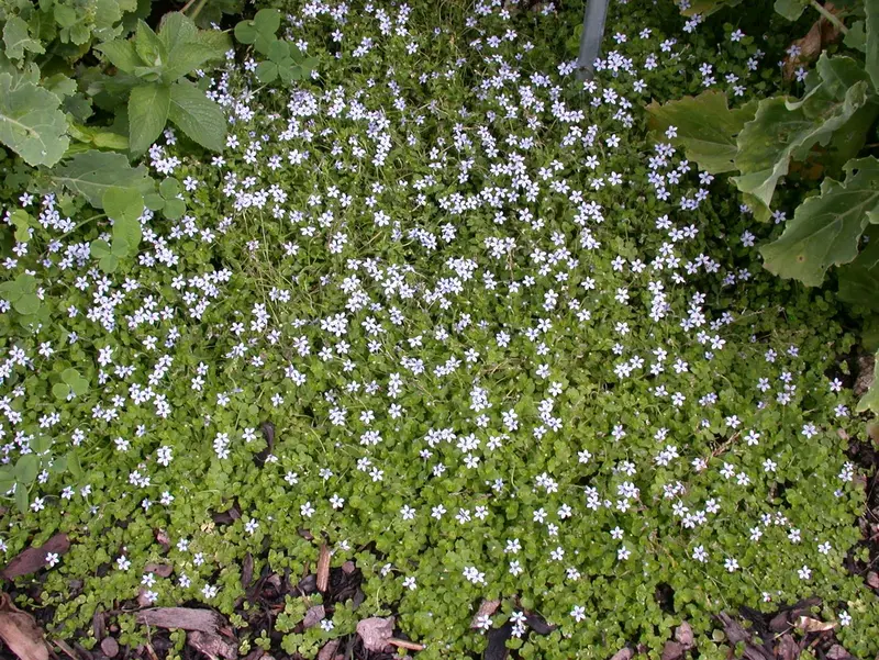 Isotoma fluviatilis 'Alba' ('white') P9 - afbeelding 3