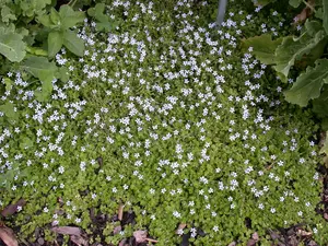 Isotoma fluviatilis 'Alba' ('white') P9 - afbeelding 3