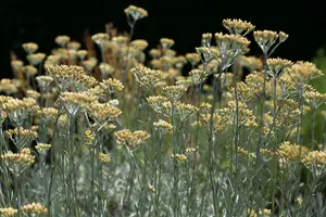 helichrysum italicum P9 - afbeelding 5