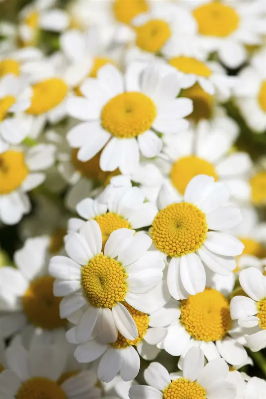 tanacetum niveum 'jackpot' P9
