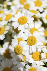 tanacetum niveum 'jackpot' P9