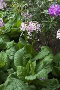 primula japonica P9 - afbeelding 2