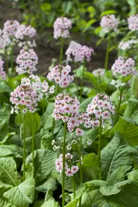 primula japonica P9 - afbeelding 3