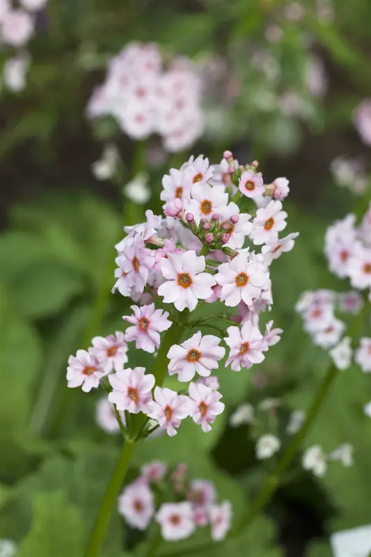 primula japonica P9 - afbeelding 4