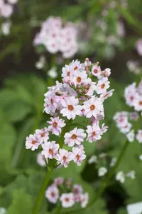 primula japonica P9 - afbeelding 4