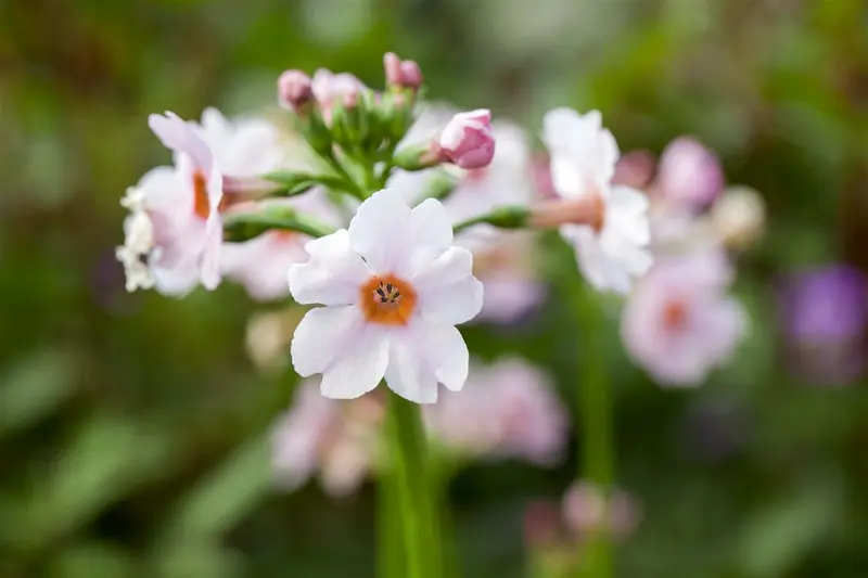 primula japonica P9 - afbeelding 1