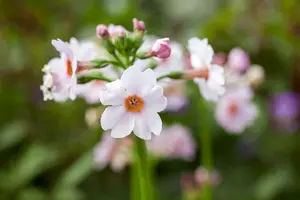 primula japonica P9 - afbeelding 5
