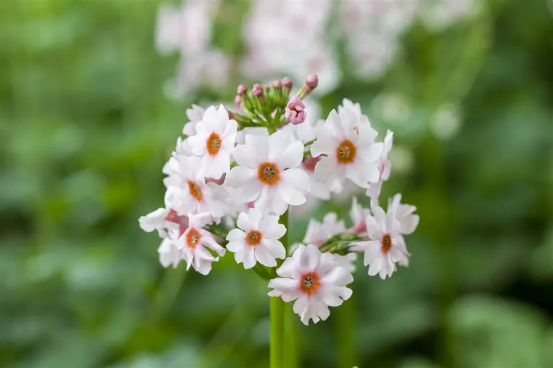 primula japonica P9 - afbeelding 5