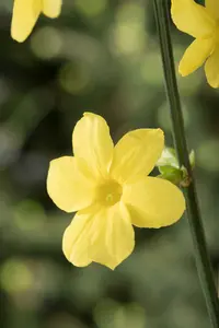 jasminum nudiflorum (150-175 cm) - afbeelding 4