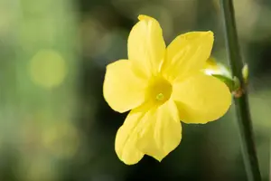 jasminum nudiflorum (150-175 cm) - afbeelding 3